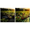 ​Set folie agrotextil de gradina, material polipropilena UV 3%, gramaj 90 g/m², 1, 6 x 50 m, 100 buc de ace, negru si verde-poza 2-Dacenergy.ro